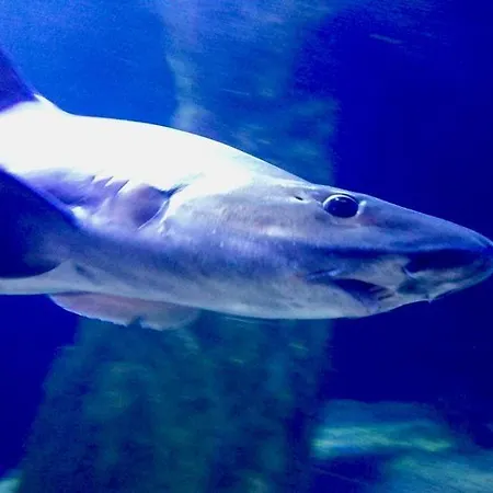 Casa Gianni Mare Apartment