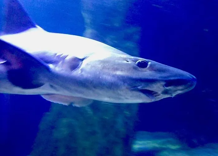 Casa Gianni Mare Appartement